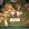 razstava_gob018.jpg