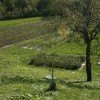 12__praznik_kozjanskega_jabolka016.jpg