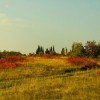 img_2036.jpg