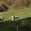 zabukovljani_pri_sv__juriju_tudi_za_obnovo_cerkve_2011_022.jpg