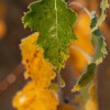 img_2278.jpg