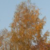 img_2250.jpg