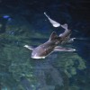 a_dsc_0515.jpg