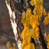 img_2239.jpg