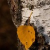img_2285.jpg