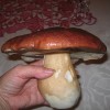 like_do_11_11_2011_013.jpg