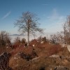 img_2485.jpg