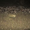 img_1299_000.jpg