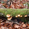 img_2925.jpg