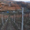 suhi_jagodni_izbor_zajcevih_043.jpg