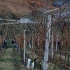 suhi_jagodni_izbor_zajcevih_042.jpg