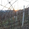 suhi_jagodni_izbor_zajcevih_041.jpg