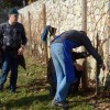 sv__vincenc_obeta_zelo_dober_pridelek_v_grajskem_vinogradu043.jpg