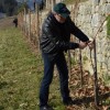 sv__vincenc_obeta_zelo_dober_pridelek_v_grajskem_vinogradu048.jpg