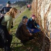 sv__vincenc_obeta_zelo_dober_pridelek_v_grajskem_vinogradu036.jpg