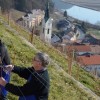 sv__vincenc_obeta_zelo_dober_pridelek_v_grajskem_vinogradu051.jpg