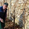 sv__vincenc_obeta_zelo_dober_pridelek_v_grajskem_vinogradu039.jpg