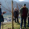 sv__vincenc_obeta_zelo_dober_pridelek_v_grajskem_vinogradu021.jpg