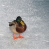 img_8955.jpg