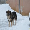 2012_02_12_kidanje_snega_pgd_gradac_37.jpg