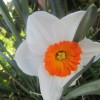roze_003.jpg
