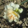 roze_011.jpg