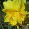 roze_008.jpg