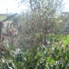 roze_015.jpg