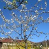 roze_019.jpg