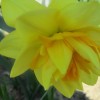roze_010.jpg