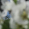 roze_024.jpg
