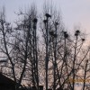 krosnja_003.jpg