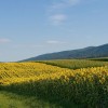 img_3795.jpg