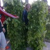 010_zeleni_jurij_in_anica.jpg