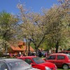 miklavz001.jpg
