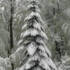 sneg_010.jpg