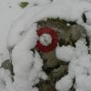 sneg_013.jpg
