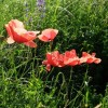 zsc_zbk_20120603_06.jpg