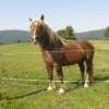 zsc_zbk_20120603_05.jpg