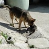 dsc08540__small_.jpg
