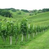 vinograd.jpg