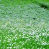 lan_cveto__a_njiva_4495.jpg