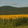 img_9874.jpg