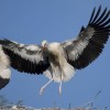 pristanek_mlade__torklje_img_9055.jpg