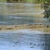 poplave0008.jpg