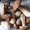 s_gobe_arhiv_lokalno_0001.jpg