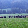 c_konjeniki_008.jpg
