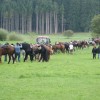 c_konjeniki_023.jpg