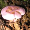 vijolicna_006.jpg