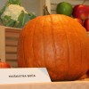 borza_za_lokalno_06.jpg